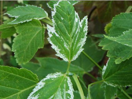 acer rufinerve albolimbatum