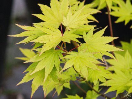 Acer shirasawanum 'Jordan' (1)