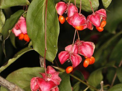 Brslen širolistý  Euonymus latifolius