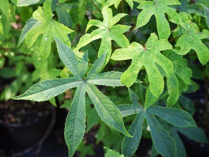 Kalopanax pestrý 'Maximowiczii'  Kalopanax septemlobus 'Maximowiczii'