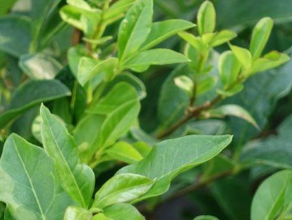 Ptačí zob vejčitolistý 'Green Diamond'  Ligustrum ovalifolium 'Green Diamond'