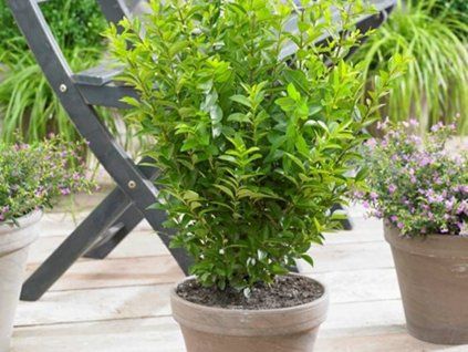 Ptačí zob vejčitolistý ' Little Green Diamond'  Ligustrum ovalifolium 'Little Green Diamond'