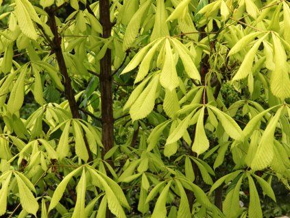 Jírovec maďal 'Hampton Court Gold'  Aesculus hippocastanum 'Hampton Court Gold'