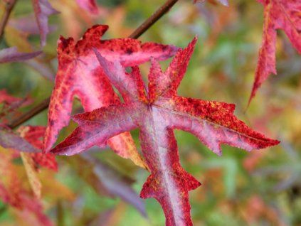 Ambroň západní  'Pasquali Fastigiata'  Liquidambar styraciflua 'Pasquali Fastigiata'