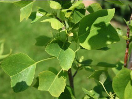 Liliovník tulipánokvětý 'Ardis'  Liriodendron tulipifera 'Ardis'