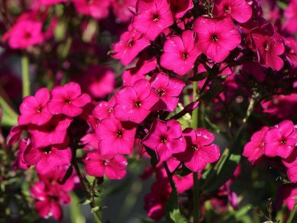 127402 plamenka latnata aida phlox paniculata aida