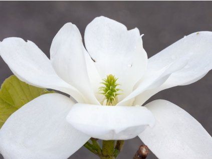 Magnolie 'Jade Lamp'  Magnolia 'Jade Lamp'