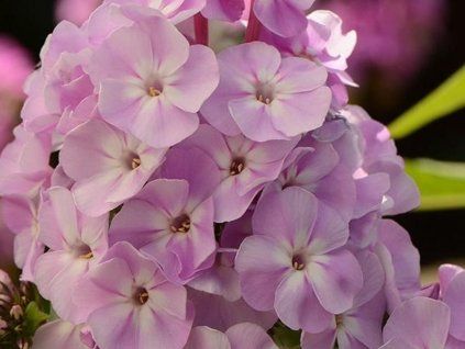 127420 plamenka latnata cviet jabloni phlox paniculata cviet jabloni