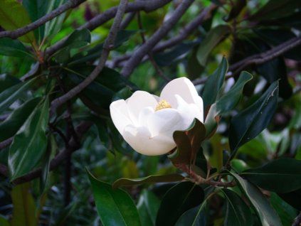 Šácholán velkokvětý 'D.D. Blanchard'  Magnolia grandiflora 'D.D. Blanchard'