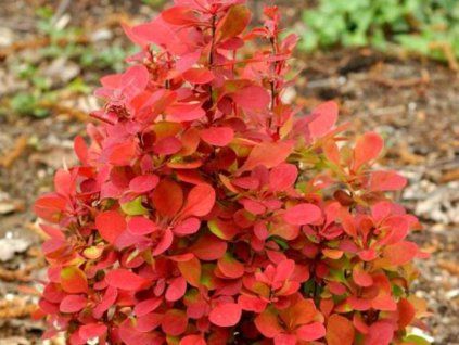 Dřišťál Thunbergův 'Desperados'  Berberis thunbergii 'Desperados'