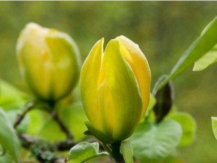 Magnolie 'Green Bee'  Magnolia 'Green Bee'