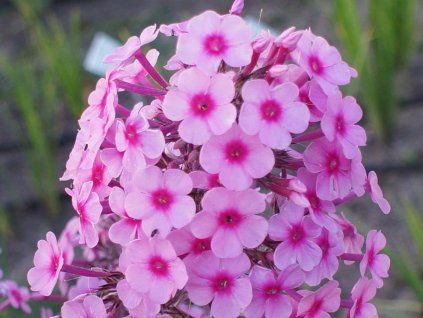127438 plamenka latnata miss pepper phlox paniculata miss pepper