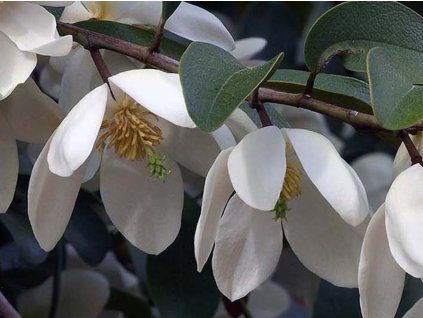 Magnolie 'Minnie Mouse'  Magnolia liliiflora 'Minnie Mouse'