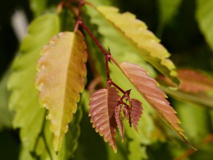 Zelkova pilovitá 'Ogon'  Zelkova serrata 'Ogon'