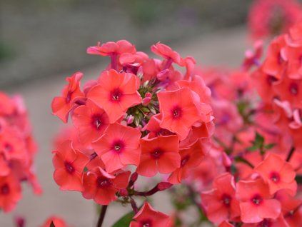 127465 plamenka latnata tequila sunrise phlox paniculata tequila sunrise