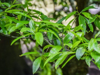 Tupela vodní  Nyssa aquatica
