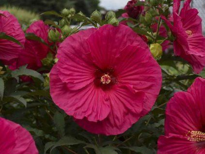 Ibišek bahenní SUMERIFIC® 'Summer in Paradise'  Hibiscus SUMMERIFIC® 'Summer in Paradise'