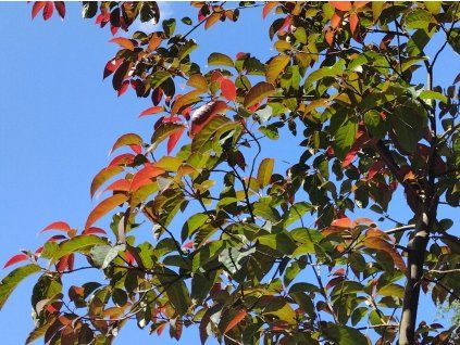 Tupela čínská  Nyssa sinensis