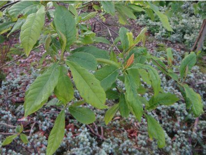 Tupela lesní 'Isabel Grace'  Nyssa sylvatica 'Isabel Grace'