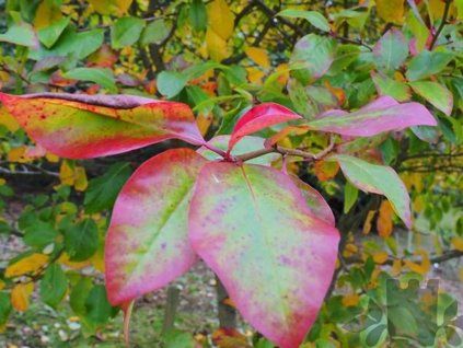 Tupela lesní 'Wisley Bonfire'  Nyssa sylvatica 'Wisley Bonfire'