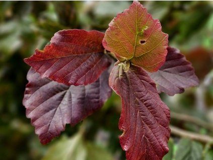 Parrotie perská 'Cherry Tips'  Parrotia persica 'Cherry Tips'