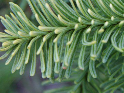 Jedle vznešená 'Sherwoodii'  Abies procera 'Sherwoodii'