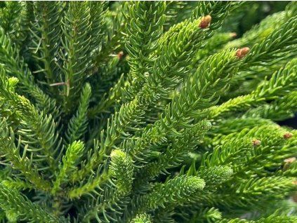 Kryptomerie japonská 'Dinger'  Cryptomeria japonica 'Dinger'