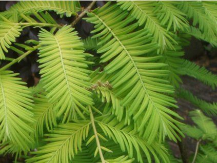 Metasekvoj čínská 'Pendula'  Metasequoia glyptostroboides 'Pendula'
