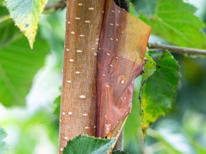 betula nepalese orange