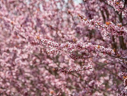 Slivoň myrobalán 'Woodi'  Prunus cerasifera 'Woodi'