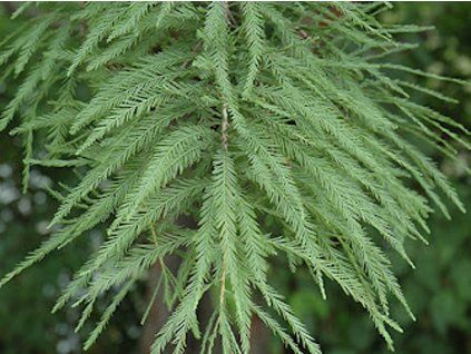 Tisovec dvouřadý 'Shawnee Brave'  Taxodium distichum 'Shawnee Brave'