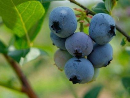 brigita blue