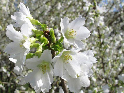 Slivoň vyříznutá 'Yamadei'  Prunus incisa 'Yamadei'