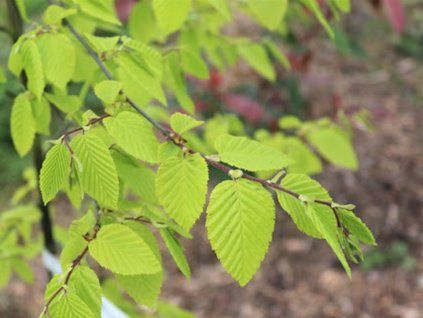 carpinus wiliamson gold
