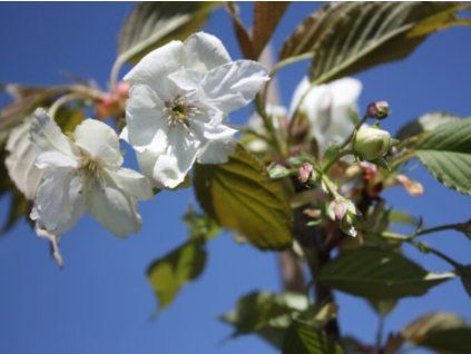 Sakura ozdobná 'Asagi'  Prunus serrulata 'Asagi'
