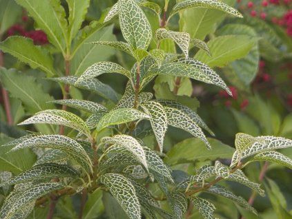 Zlatice nejzelenější 'Kumson'  Forsythia viridissima 'Kumson'