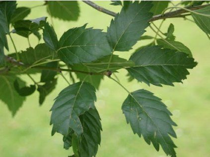 Jasan úzkolistý 'Monophylla'  Fraxinus angustifolia 'Monophylla'