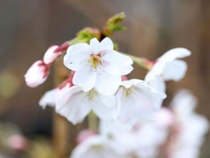 Sakura ozdobná 'Diane'  Prunus serrulata 'Diane'
