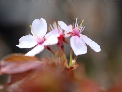 Sakura ozdobná 'Hakusan-hata-zakura'  Prunus serrulata 'Hakusan-hata-zakura'