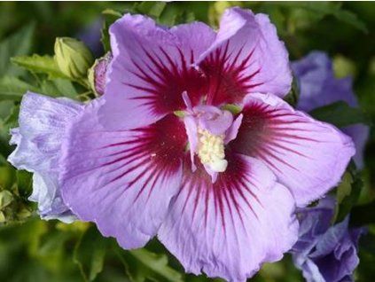 Ibišek syrský B'TWIST LAVENDER 'Mingravi4' PBR  Hibiscus syriacus B'TWIST LAVENDER 'Mingravi4' PBR