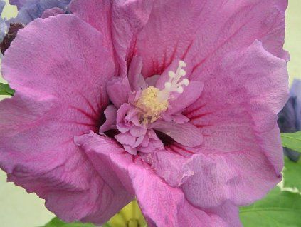 Ibišek syrský ERUPTION 'Mineru' PBR  Hibiscus syriacus ERUPTION 'Mineru' PBR
