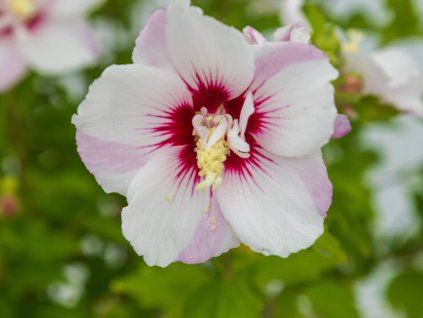 Ibišek syrský 'Fiji'  Hibiscus syriacus 'Fiji'