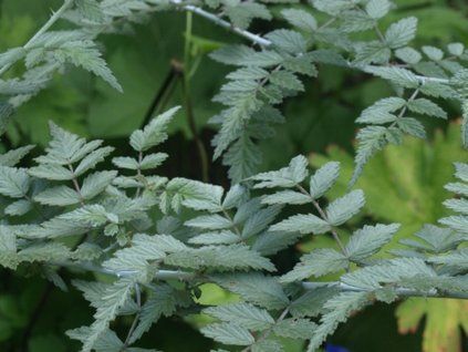 Ostružiník tibetský 'Silver Fern'  Rubus thibetanus 'silver fern'