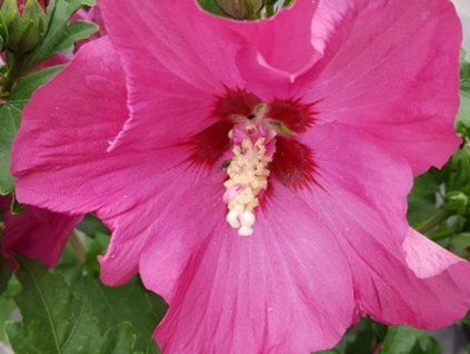 Ibišek syrský Sup'Bridge 'Minsyrou17'  Hibiscus syriacus Sup'Bridge 'Minsyrou17'