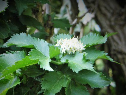 Bez černý 'Pyramidalis'  Sambucus nigra 'Pyramidalis'