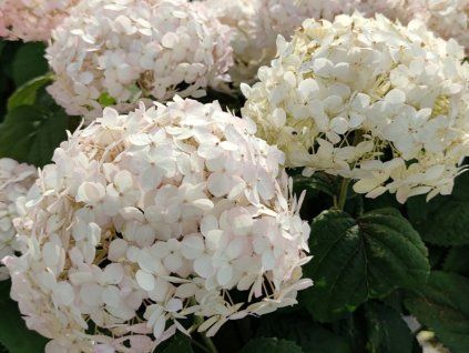 Hortenzie stromečkovitá BellaRagazza 'Blanchetta'  Hydrangea arborescens BellaRagazza 'Blanchetta'
