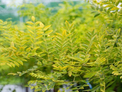 Jerlín japonský 'Gold Standard'  Sophora japonica 'Gold Standard'