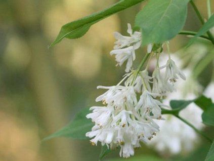 Klokoč celoplodý  Staphylea holocarpa