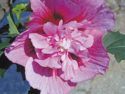 Ibišek syrský 'Nolwenn'  Hibiscus syriacus 'Nolwenn'