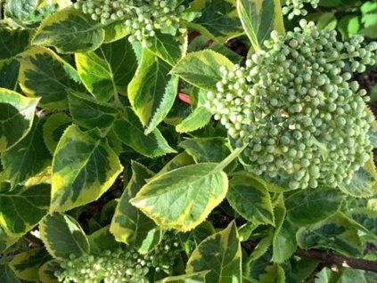 Hortenzie řapíkatá 'Miranda'  Hydrangea anomala 'Miranda'